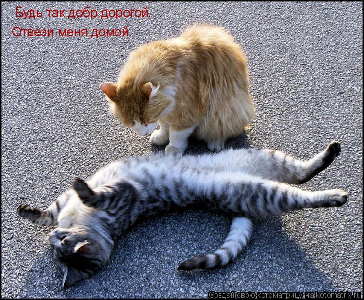 Будь так добр,дорогой, Отвези меня домой.... Котоматрица: Будь так добр,дорогой, Отвези меня домой.