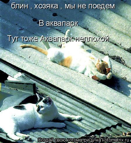 блин , хозяка , мы не поедем В аквапарк Тут тоже Аквапарк неплохой... Котоматрица: блин , хозяка , мы не поедем В аквапарк Тут тоже Аквапарк неплохой
