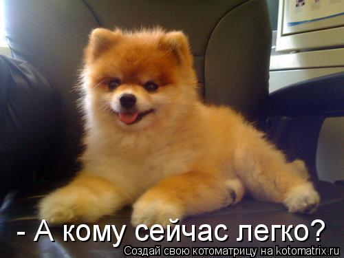 - А кому сейчас легко?... Котоматрица: - А кому сейчас легко?