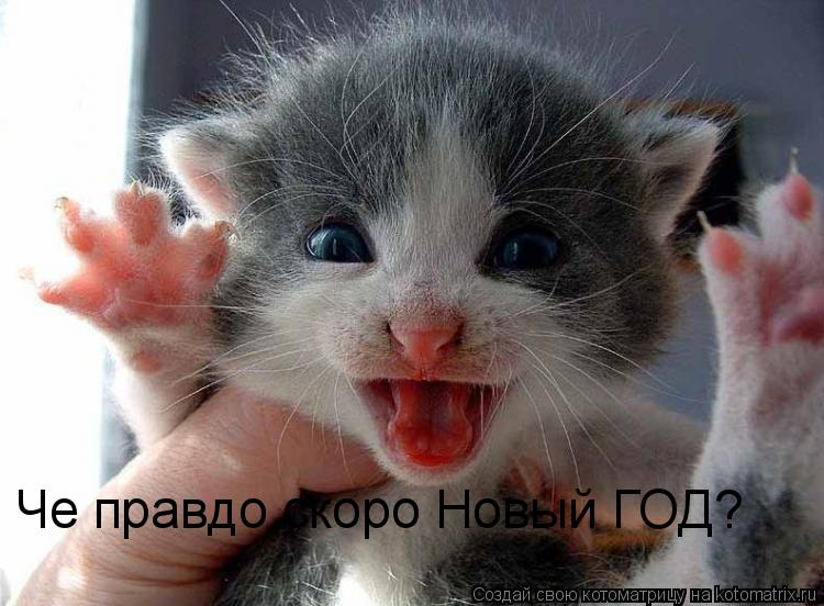 Че правдо скоро Новый ГОД?... Котоматрица: Че правдо скоро Новый ГОД?
