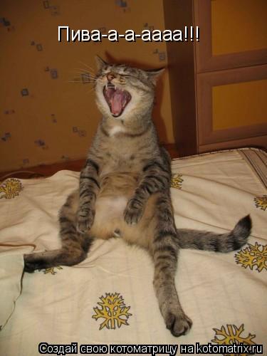 Пива-а-а-аааа!!!... Котоматрица: Пива-а-а-аааа!!!