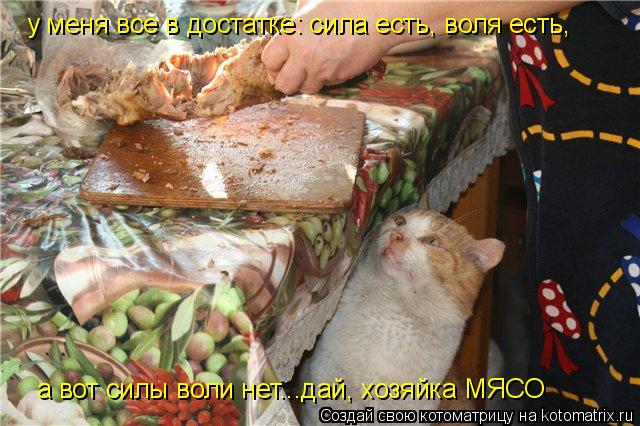 у меня все в достатке: сила есть, воля есть, а вот силы воли нет...дай, хозяйка МЯСО... Котоматрица: у меня все в достатке: сила есть, воля есть, а вот силы воли нет...дай, хозяйка МЯСО