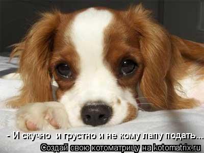 - И скучно и грустно и не кому лапу подать...... Котоматрица: - И скучно и грустно и не кому лапу подать...