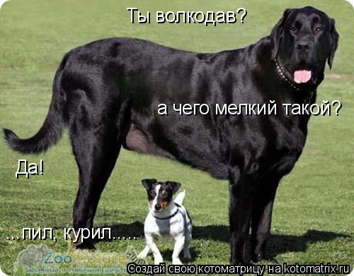 Котоматрица: Ты волкодав? Да! а чего мелкий такой? ...пил, курил.....