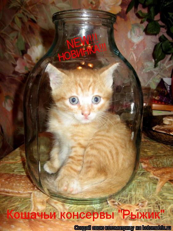NEW!!! НОВИНКА!!! Кошачьи консервы "Рыжик"... Котоматрица: NEW!!! НОВИНКА!!! Кошачьи консервы "Рыжик"