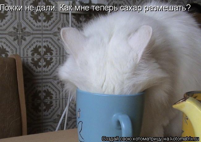 Ложки не дали. Как мне теперь сахар размешать?... Котоматрица: Ложки не дали. Как мне теперь сахар размешать?
