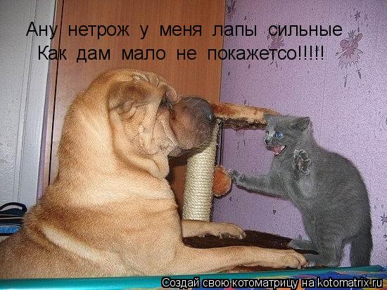 Ану нетрож у меня лапы сильные Как дам мало не покажетсо!!!!!... Котоматрица: Ану нетрож у меня лапы сильные Как дам мало не покажетсо!!!!!