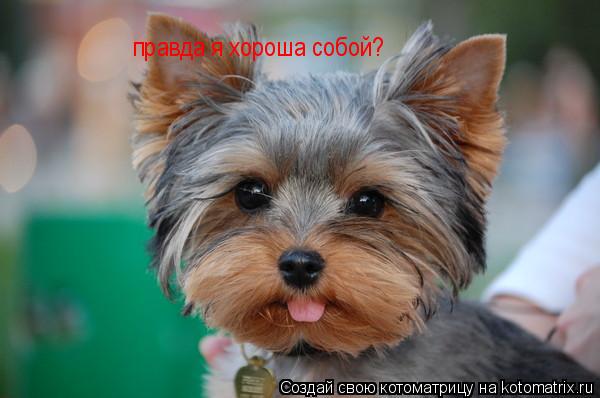 Котоматрица: правда я хороша собой?