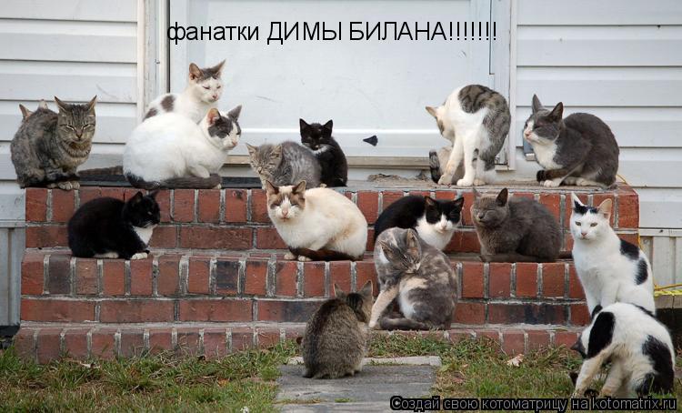 Котоматрица: фанатки ДИМЫ БИЛАНА!!!!!!!