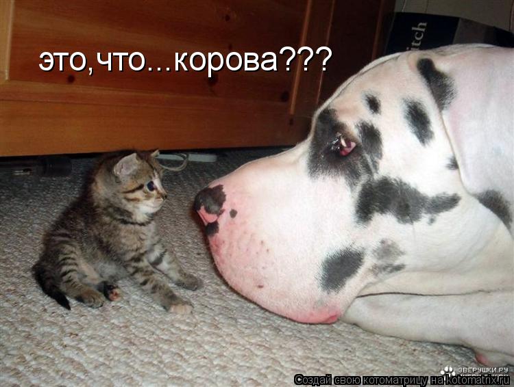это,что...корова???... Котоматрица: это,что...корова???