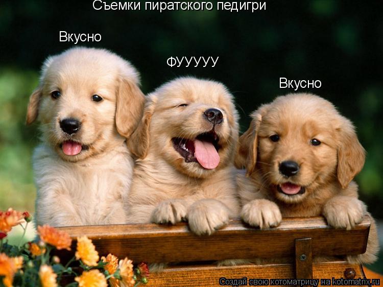 Съемки пиратского педигри Вкусно Вкусно ФУУУУУ... Котоматрица: Съемки пиратского педигри Вкусно Вкусно ФУУУУУ