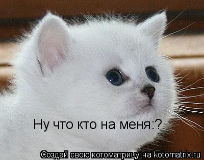 Котоматрица: Ну что кто на меня:?