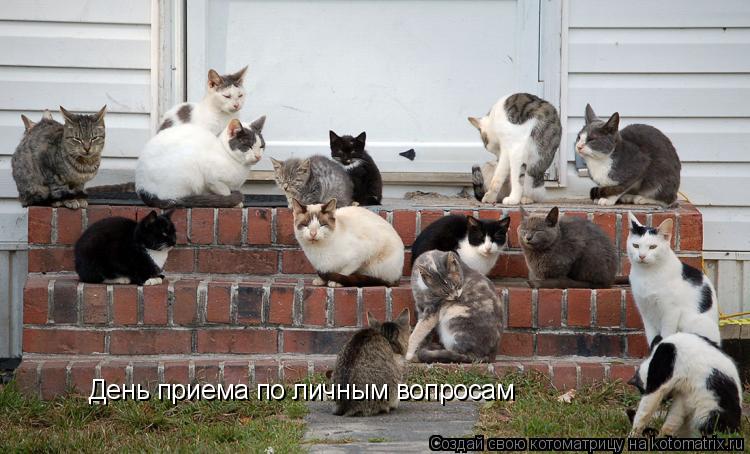 День приема по личным вопросам... Котоматрица: День приема по личным вопросам