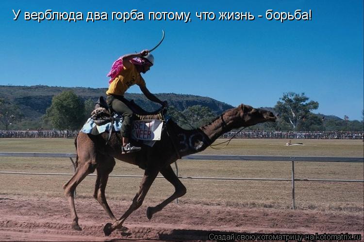 У верблюда два горба потому, что жизнь - борьба!... Котоматрица: У верблюда два горба потому, что жизнь - борьба!