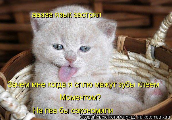 ааааа язык застрял Зачем мне когда я сплю мажут зубы клеем Моментом? На пва бы сэкономили... Котоматрица: ааааа язык застрял Зачем мне когда я сплю мажут зубы клеем Моментом? На пва бы сэкономили