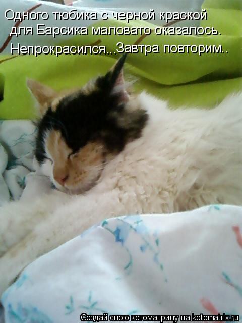 Одного тюбика с черной краской для Барсика маловато оказалось. Непрокрасился... Завтра повторим..... Котоматрица: Одного тюбика с черной краской для Барсика маловато оказалось. Непрокрасился... Завтра повторим..