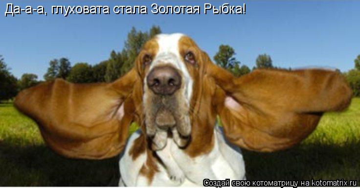Котоматрица: Да-а-а, глуховата стала Золотая Рыбка!