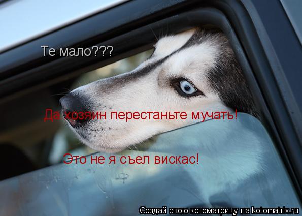 Те мало??? Да хозяин перестаньте мучать! Это не я съел вискас!... Котоматрица: Те мало??? Да хозяин перестаньте мучать! Это не я съел вискас!