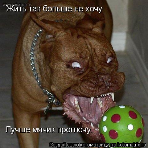 Жить так больше не хочу Лучше мячик проглочу.... Котоматрица: Жить так больше не хочу Лучше мячик проглочу.