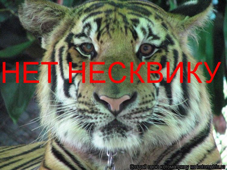 Котоматрица: НЕТ НЕСКВИКУ