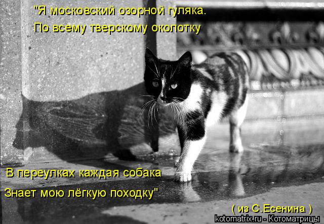 "Я московский озорной гуляка. По всему тверскому околотку В переулках каждая собака Знает мою лёгкую ... Котоматрица: "Я московский озорной гуляка. По всему тверскому околотку В переулках каждая собака Знает мою лёгкую походку" ( из С.Есенина )