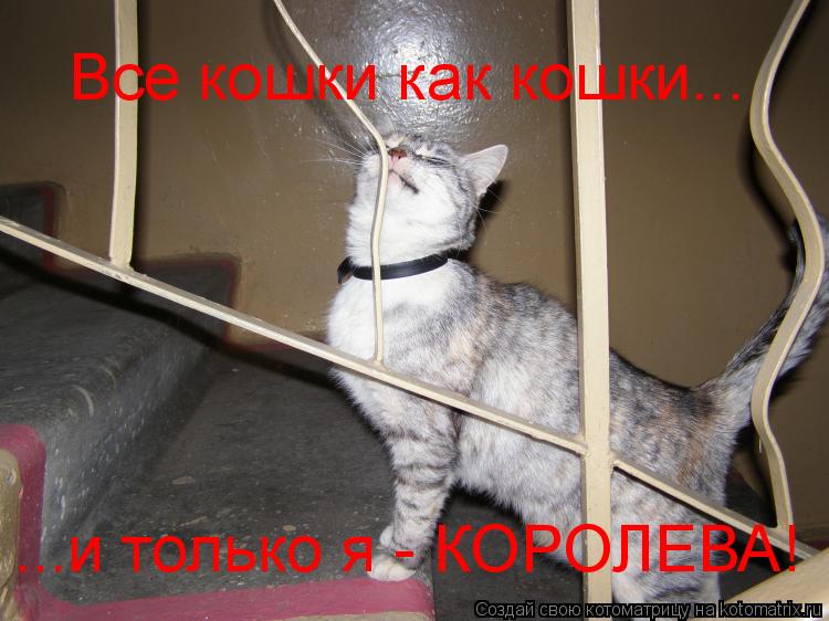 Все кошки как кошки... ...и только я - КОРОЛЕВА!... Котоматрица: Все кошки как кошки... ...и только я - КОРОЛЕВА!