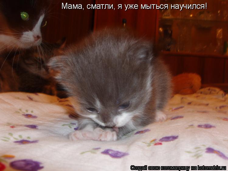 Мама, сматли, я уже мыться научился!... Котоматрица: Мама, сматли, я уже мыться научился!
