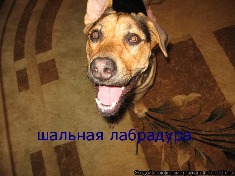 Котоматрица: шальная лабрадура