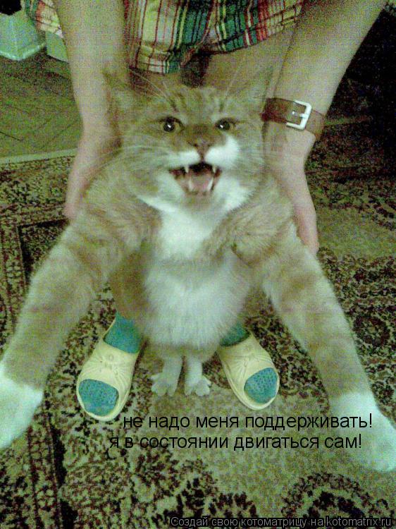 не надо меня поддерживать! я в состоянии двигаться сам!... Котоматрица: не надо меня поддерживать! я в состоянии двигаться сам!