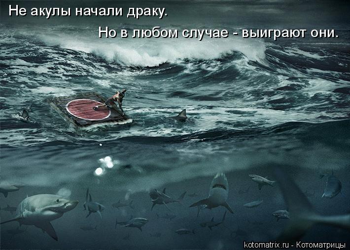 Не акулы начали драку. Но в любом случае - выиграют они.... Котоматрица: Не акулы начали драку. Но в любом случае - выиграют они.