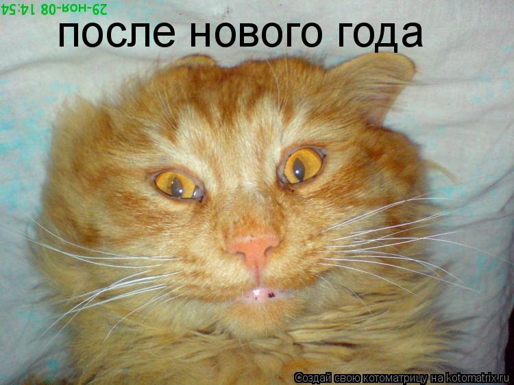 Котоматрица: после нового года