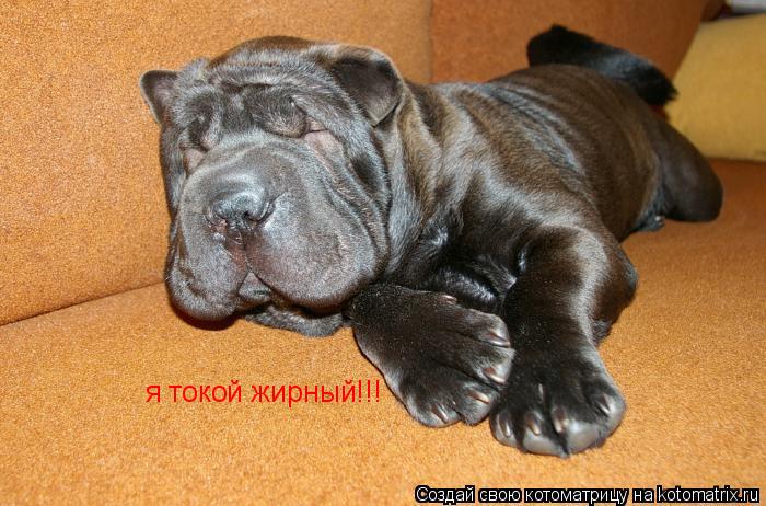 я токой жирный!!! я токой жирный!!!... Котоматрица: я токой жирный!!! я токой жирный!!!