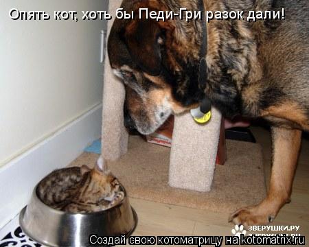 Опять кот, хоть бы Педи-Гри разок дали!... Котоматрица: Опять кот, хоть бы Педи-Гри разок дали!