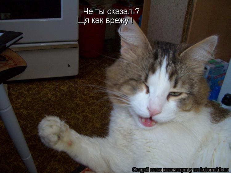 Чё ты сказал ? Щя как врежу !... Котоматрица: Чё ты сказал ? Щя как врежу !
