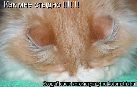 Котоматрица: Как мне стыдно !!!!!!!