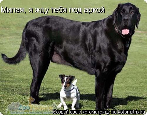 Милая, я жду тебя под аркой... Котоматрица: Милая, я жду тебя под аркой