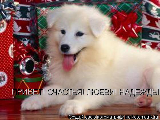 ПРИВЕТ! СЧАСТЬЯ! ЛЮБВИ! НАДЕЖДЫ!... Котоматрица: ПРИВЕТ! СЧАСТЬЯ! ЛЮБВИ! НАДЕЖДЫ!