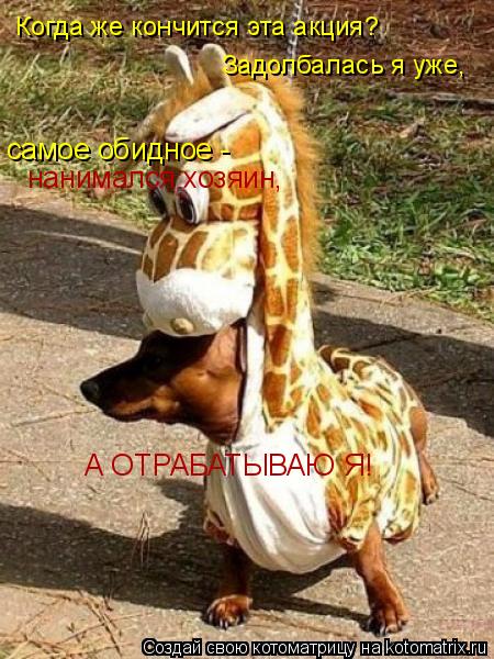 Котоматрица: Когда же кончится эта акция? Задолбалась я уже, самое обидное - нанимался хозяин, А ОТРАБАТЫВАЮ Я!