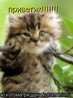 приветик!!!!!!!... Котоматрица: приветик!!!!!!!