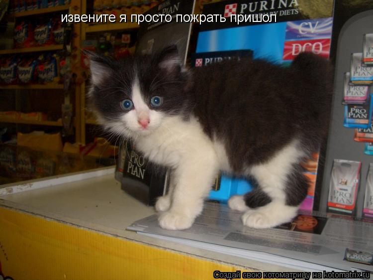 извените я просто пожрать пришол... Котоматрица: извените я просто пожрать пришол