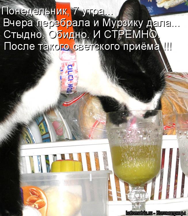 Котоматрица: Понедельник, 7 утра... Вчера перебрала и Мурзику дала...  Стыдно. Обидно. И СТРЕМНО. После такого светского приёма !!!