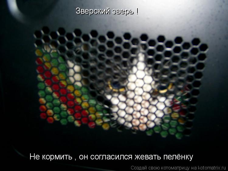 Зверский зверь ! Не кормить , он согласился жевать пелёнку... Котоматрица: Зверский зверь ! Не кормить , он согласился жевать пелёнку