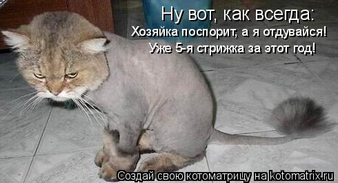 Котоматрица: Ну вот, как всегда: Хозяйка поспорит, а я отдувайся! Уже 5-я стрижка за этот год!