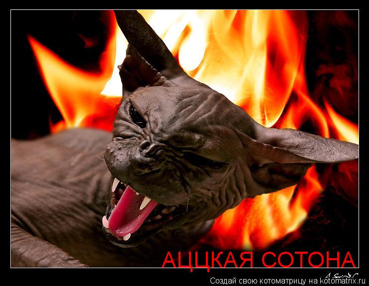 Котоматрица: АЦЦКАЯ СОТОНА