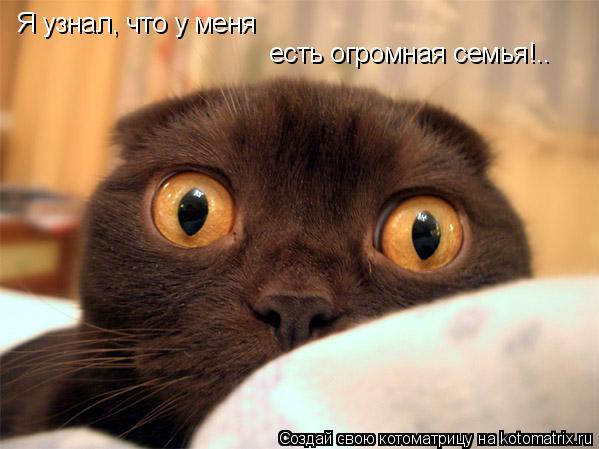 Я узнал, что у меня есть огромная семья!..... Котоматрица: Я узнал, что у меня есть огромная семья!..