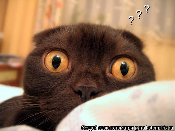 Котоматрица: ? ? ?