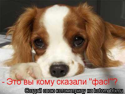 - Это вы кому сказали "фас!"?... Котоматрица: - Это вы кому сказали "фас!"?