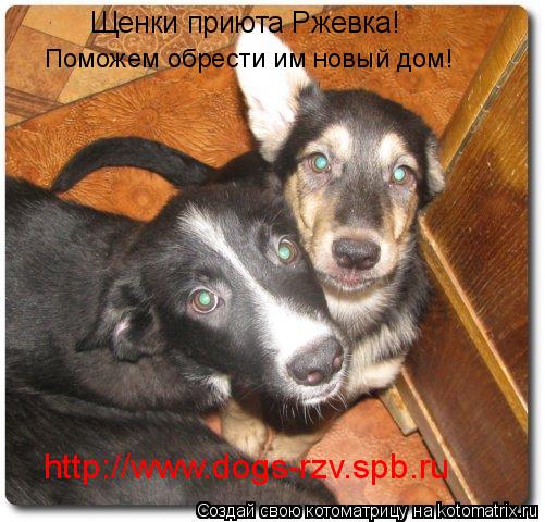 Щенки приюта Ржевка! Поможем обрести им новый дом! http://www.dogs-rzv.spb.ru... Котоматрица: Щенки приюта Ржевка! Поможем обрести им новый дом! http://www.dogs-rzv.spb.ru
