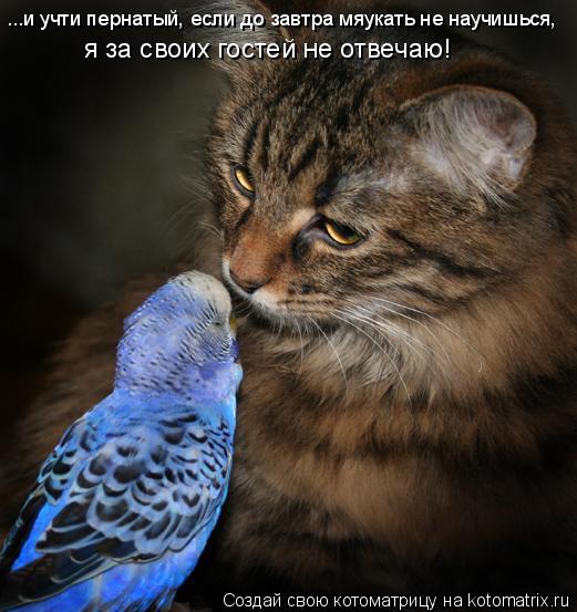 Котоматрица: ...и учти пернатый, если до завтра мяукать не научишься, я за своих гостей не отвечаю!