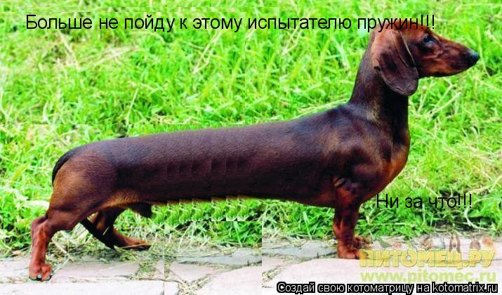 Больше не пойду к этому испытателю пружин!!! Ни за что!!!... Котоматрица: Больше не пойду к этому испытателю пружин!!! Ни за что!!!